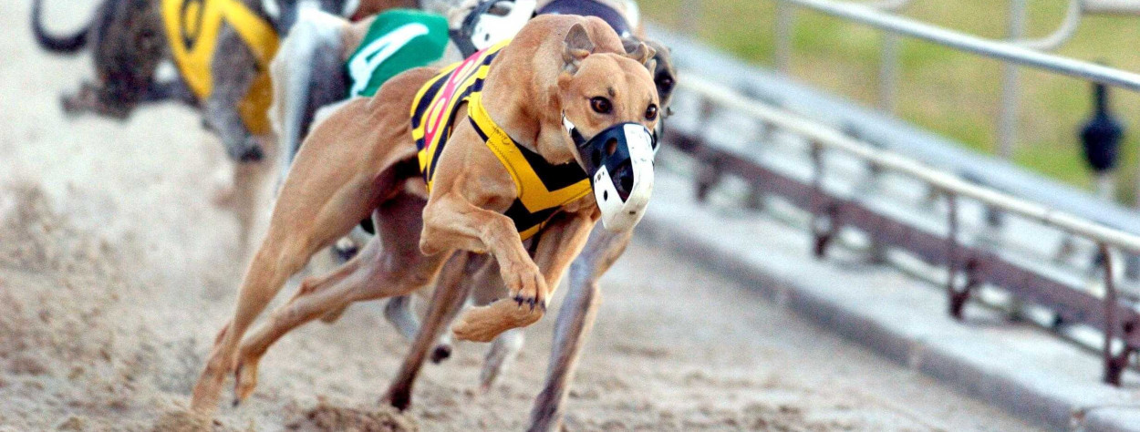 bc game greyhounds - dogs running